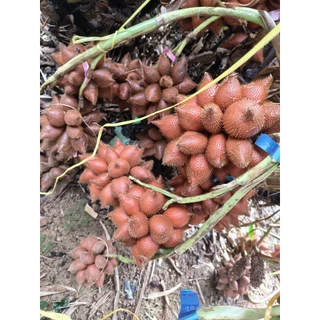 สละสด หวานอมเปรี้ยวหอมตัดสดสละสุมาลีจันทบุรีของแท้