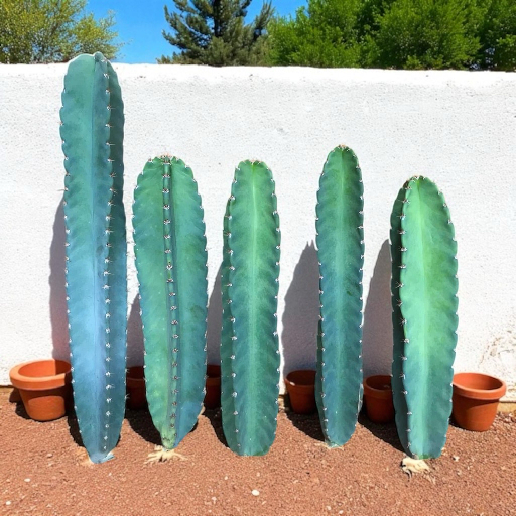 กระบองเพชร คอนโดนางฟ้า ปราสาทนางฟ้า กระบองเพชรยักษ์ - รูปที่ 2