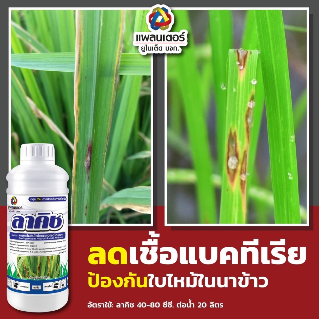ลาคิช คาซุกาไมซินไฮโดรคลอร์เดรต ขนาด 1 ลิตร ป้องกันโรคพืช จากเชื้อรา แบคทีเรีย