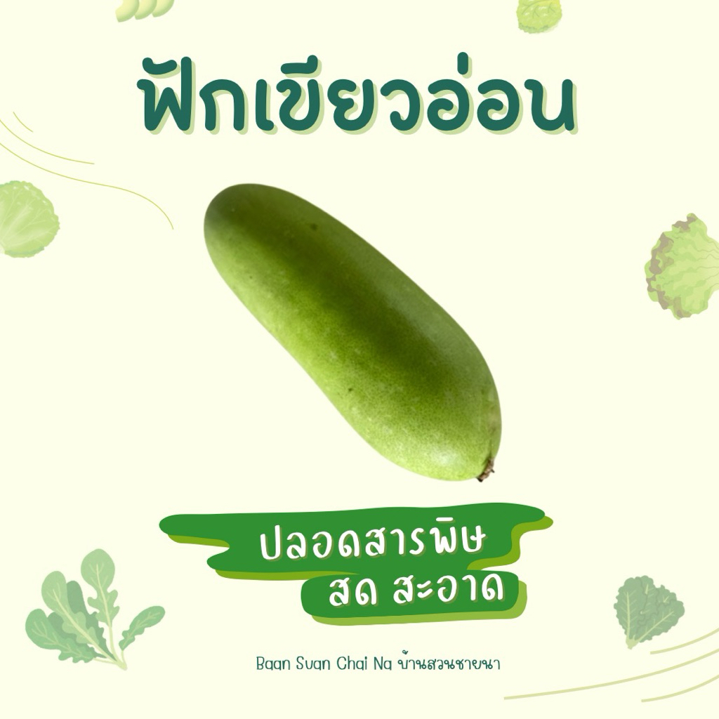 ฟักเขียวอ่อน ฟักเขียวแก่ 1 กิโลกรัม สด ปลอดสารพิษ