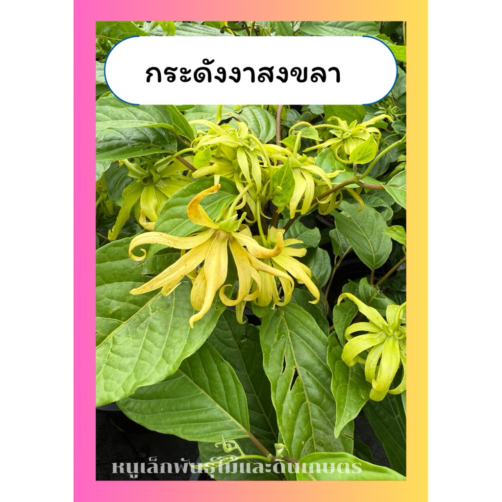 ต้นกระดังงาสงขลา กลิ่นหอม ออกดอกทั้งปี ทนแดด กระถาง10นิ้ว