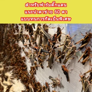 ตาข่ายปลูกผัก มุ้งกันแมลงผัก มุ้งขาว 32ตา 40ตา 60ตา ตาข่ายกันแมลงปลูกผัก เนื้อหนา ทนทาน ส่งจากไทย