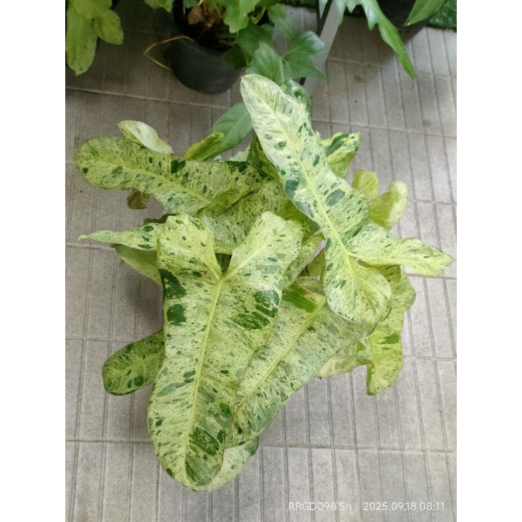 ฟิโลพาไรโซ่ Philodendron paraiso verde กระถาง 6-8 นิ้ว*#