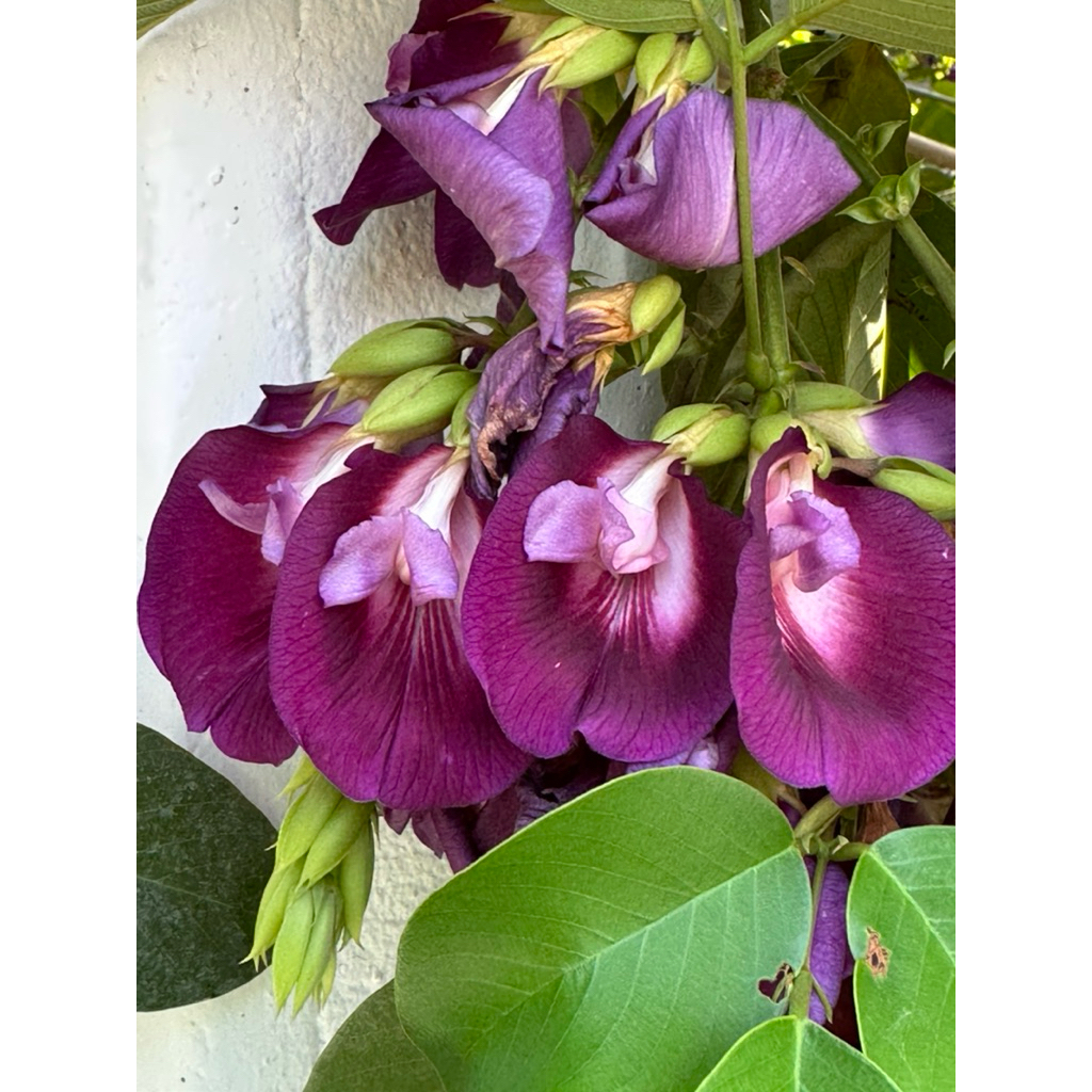 คลิทอเรีย Clitoria laurifolia ต้นพร้อมลงปลูก แข็งแรง ดอกใหญ่ กลีบสีม่วงอมแดง กลิ่นหอม เหมาะสำหรับสวนประดับและฟื้นฟูดิน