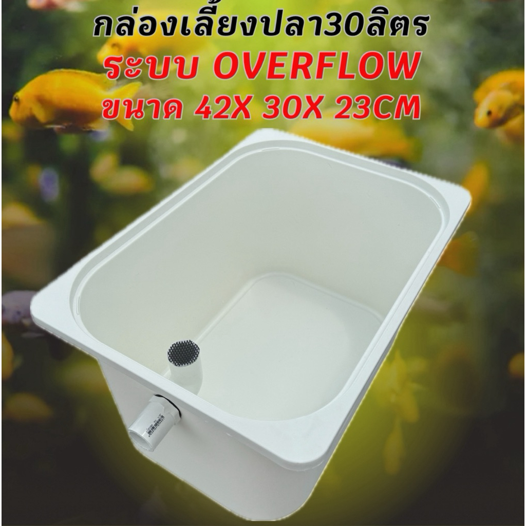 อ่างเลี้ยงปลาสีขาว ท่อสีขาว ขนาด 42x30x23 CMระบบover flow สำหรับเลี้ยงปลา อ่างเลี้ยงปลา อ่างปลาบอลลูน อ่างปลาเมดากะ