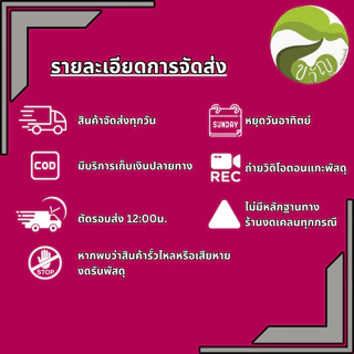 เมล็ดพันธุ์ แตงกวาลูกผสม กรีนเนอร์ ตราตะวันต้นกล้า ลอตใหม่ล่าสุด