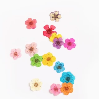 ดอกพลัม ดอกไม้ทับแห้ง ขนาดเล็ก ตกแต่งเครื่องประดับ DIY(1กระปุก/12ชิ้น)