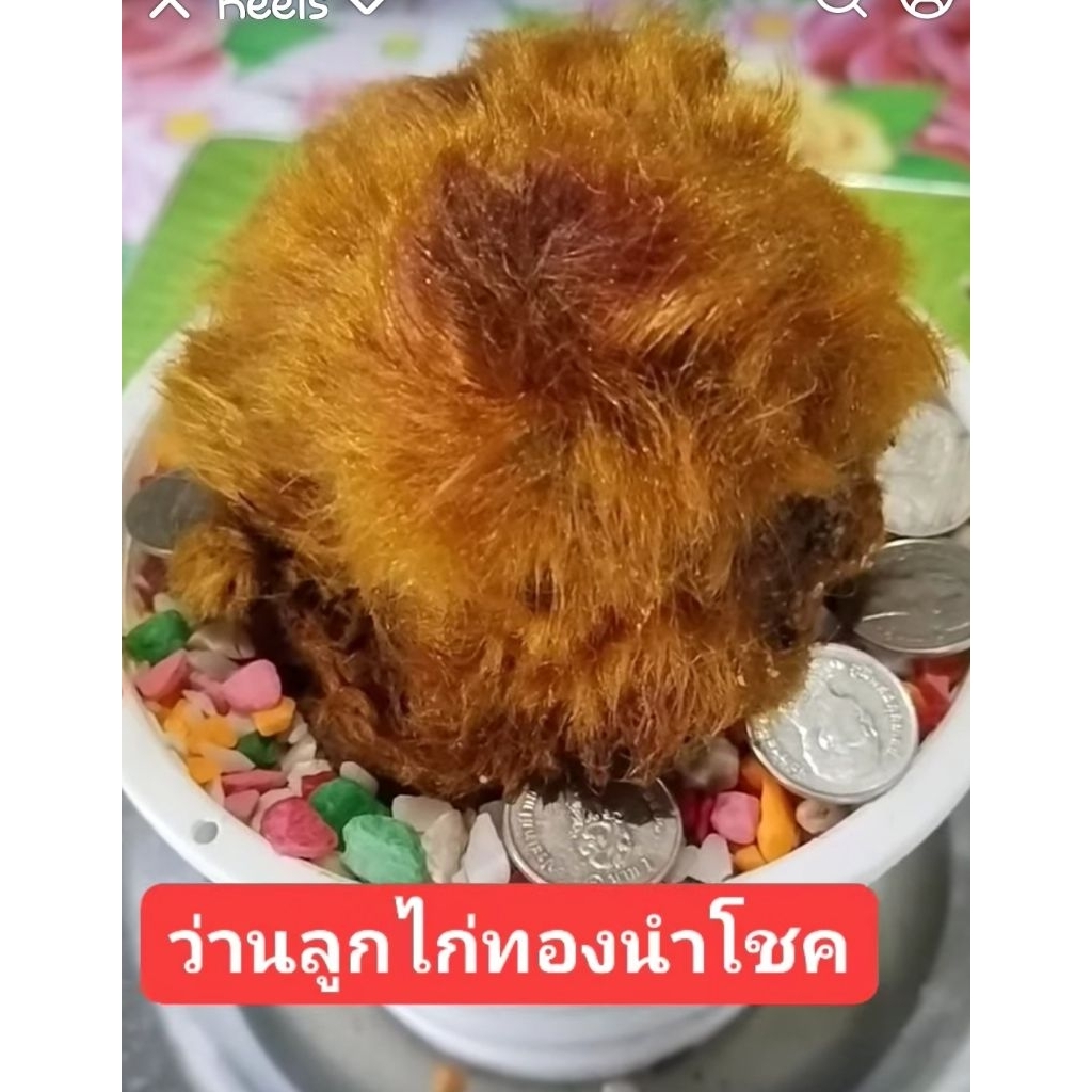 ว่านลูกไก่ทอง 1 หัวพันธุ์ นำไปใส่กระถางเอง โปรโมชั่นพิเศษสุดมีจำกัด