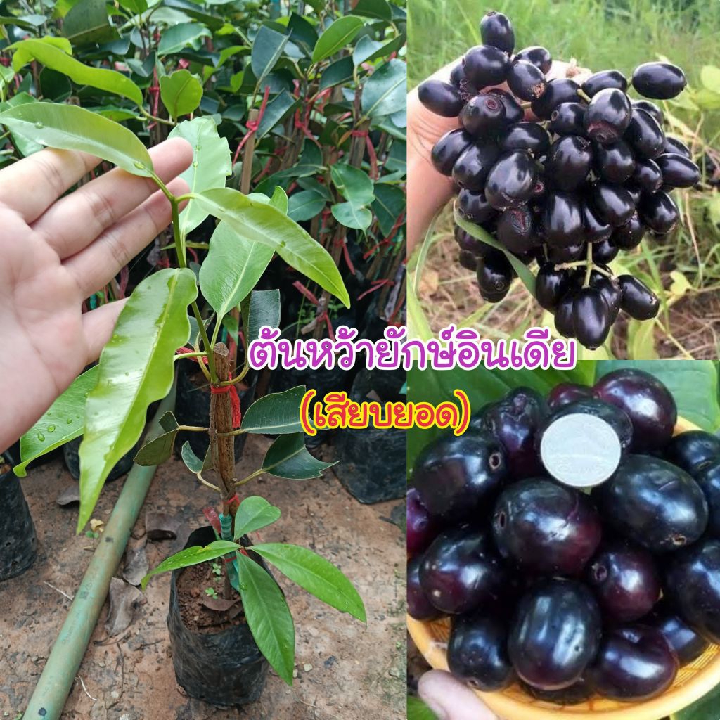 ต้นหว้ายักษ์อินเดีย (เสียบยอด) ต้นสูง 40-60 เซนติเมตร ต้นเตี้ยสามารถปลูกในกระถางได้