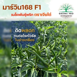 GrowsPro เมล็ดพริกพันธุ์ผสม เจียไต๋ มาร์วิน168 ขนาด 1000 เมล็ด พริกฝน ขนาด 10-12 ซม. ปลูกได้ทุกฤดู