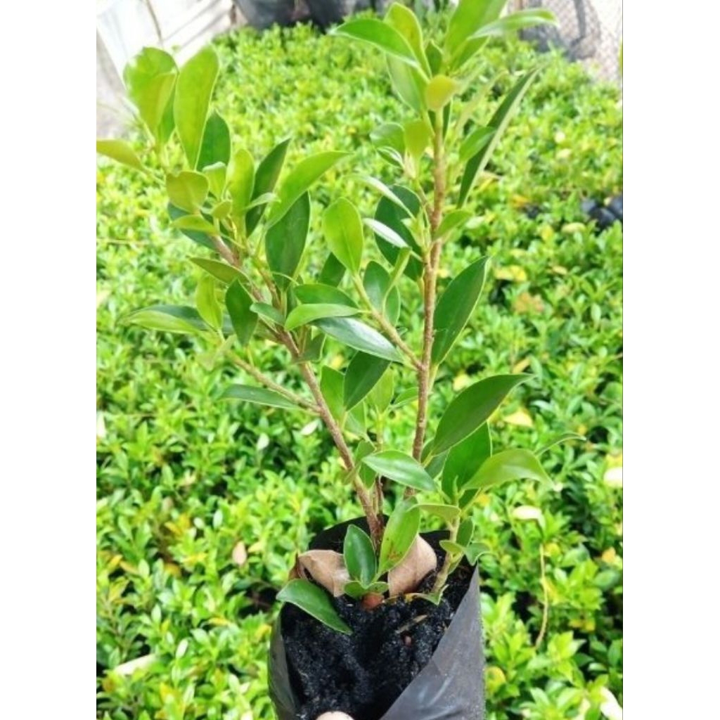 ไทรเกาหลี 1 ต้น 1 ถุงดำเล็ก 5ต้นแถม 1 เป็นพันธุ์ที่นิยมปลูกสร้างรายได้ - รูปที่ 2