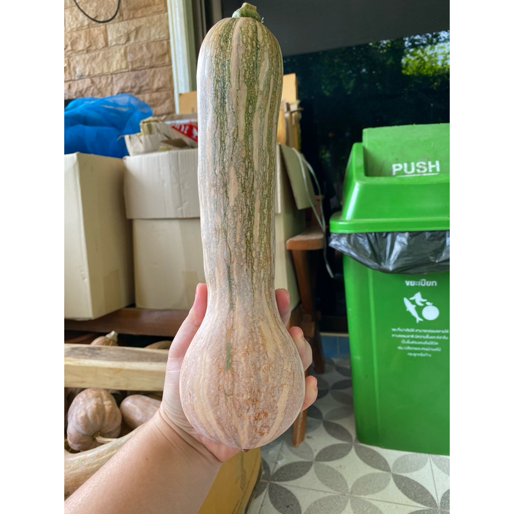 ฟักทองเงือกสองใจ(ยกลูก)