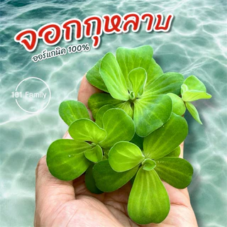 จอกและสาหร่าย ออร์แกนิค 100% จอกเขียวญี่ปุ่น จอกแดงญี่ปุ่น จอกใบมะขาม สาหร่ายพุงชะโด สาหร่ายเกยี สำหรับตกแต่งอ่างปลา