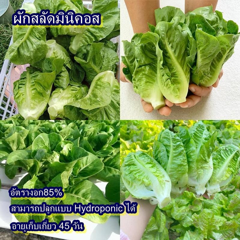 150+ เมล็ด เมล็ดผักสลัดมินิคอส (อัตรางอก85% ปลูกง่าย ใบสีเขียวสวยห่อหัว รสชาติหวานกรอบ ทานสดอร่อย หรือทานกับเมนูสลัดได้)