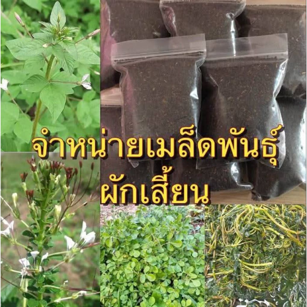 เมล็ดพันธุ์ผักเสี้ยนสำหรับดองขนาด 100 กรัม 199 บาทึ