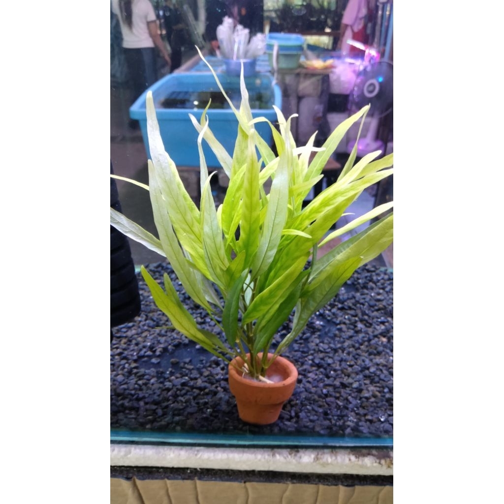 ต้นไม้น้ำสติสตาไม่ต้องใช้ CO2พร้อมกระถาง 4กระถาง100