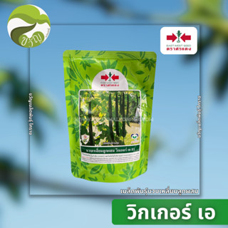 เมล็ดพันธุ์บวบเหลี่ยมลูกผสม วิกเกอร์ เอ F1