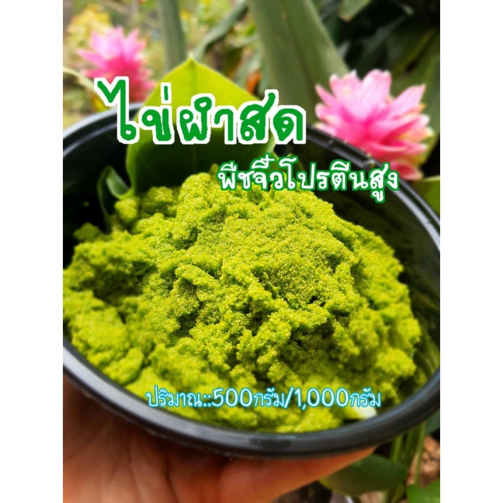 ไข่ผำสด พืชจิ๋ว โปรตีนสูง( หากต้องการนำไปเพาะเลี้ยง ให้แจ้งทางแชทค่ะ )
