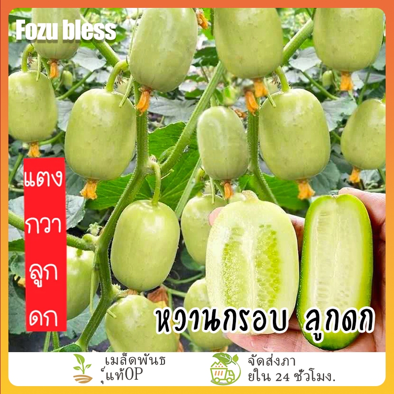 FOZU แตงกวาลูกดก🎯พันธุ์แตงกวามินิ เมล็ดพันธุ์แตงกวาลูกดก 10 เมล็ด☘️งอกง่าย 🌱โตไว☘️ผลดกมากก หวานกรอบ ลูกดก