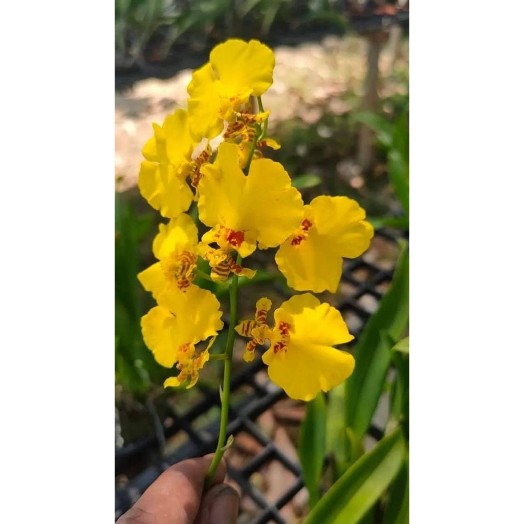 กล้วยไม้ออนซิเดียมสีเหลือง1ต้นไม้นิ้ว