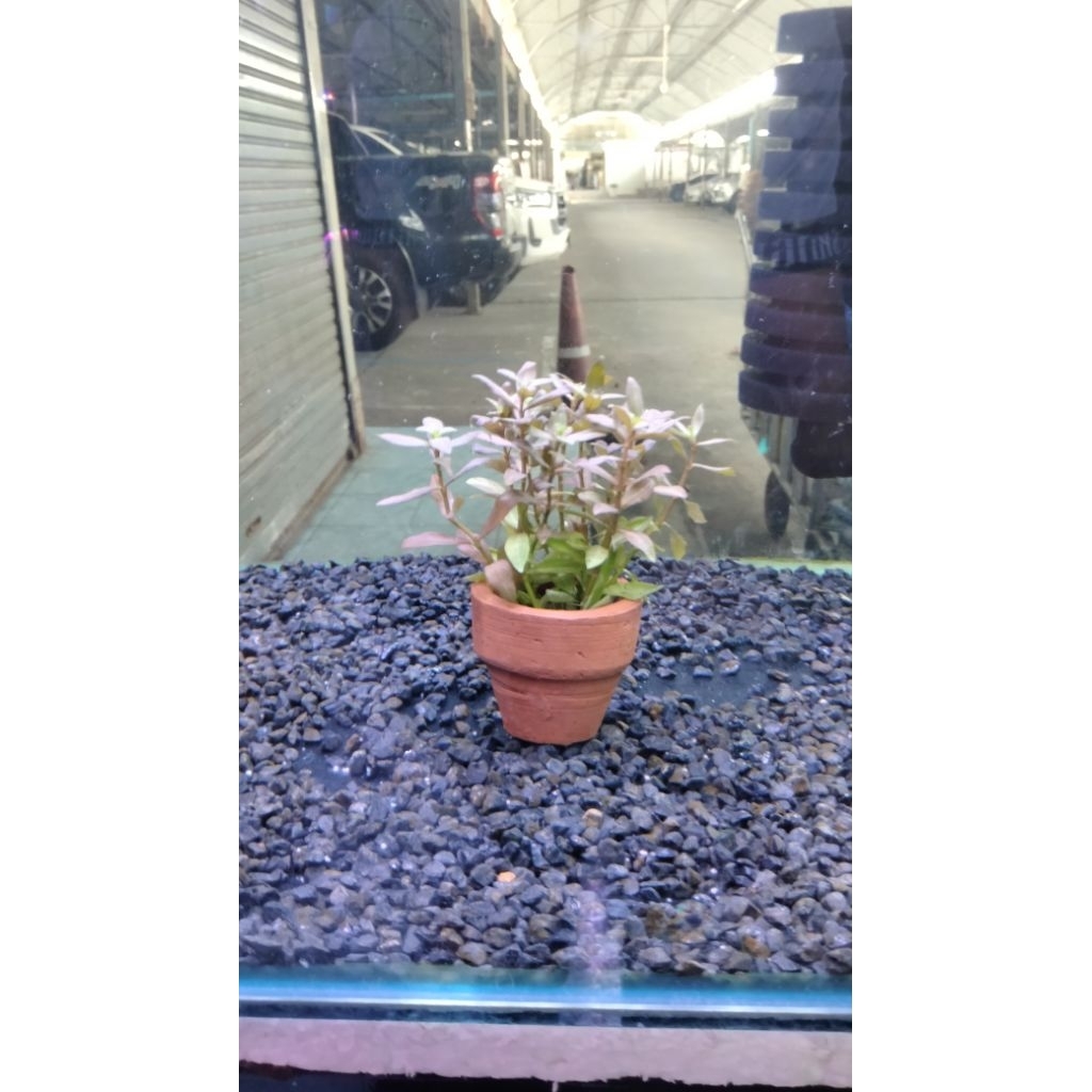 ต้นไม้น้ำไก่ด่างไม่ต้องใช้CO2 พร้อมกระถาง