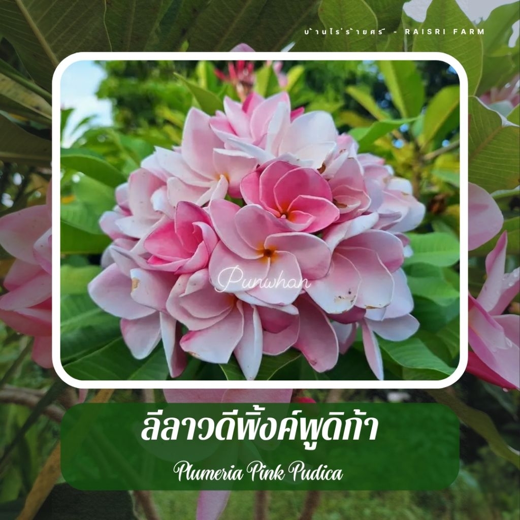 [กิ่งพันธุ์ตัดสด 20-30ซม./ กิ่งชํา 10+ซม.] ลีลาวดี พิ้งพูดิก้า ปี2016 : Plumeria Siam Pink Pudica [ยาว 10-30 ซม.]
