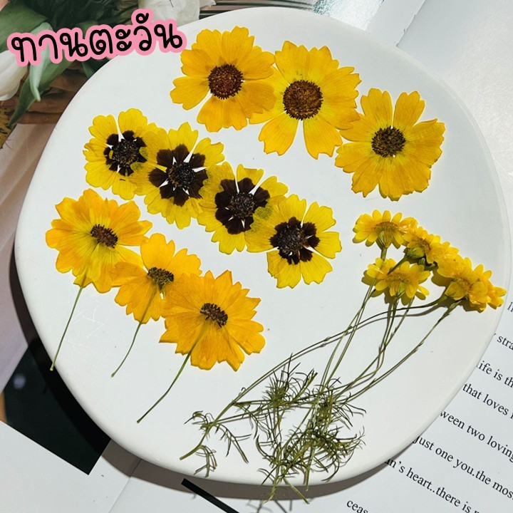 ดอกทานตะวัน ดอกไม้ทับแห้ง แต่งเคส แต่งเครื่องประดับต่างๆ