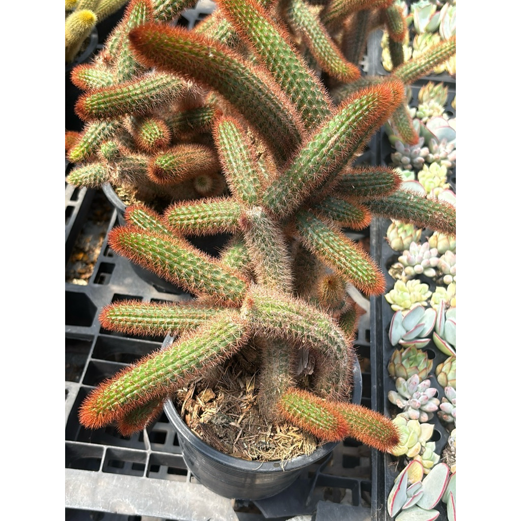 กระบองเพชรหางลิง (Monkey Tail Cactus)Cleistocactus colademononisลำต้นยาวห้อยลงมาคล้ายหางลิงกระถาง3-4นิ้ว