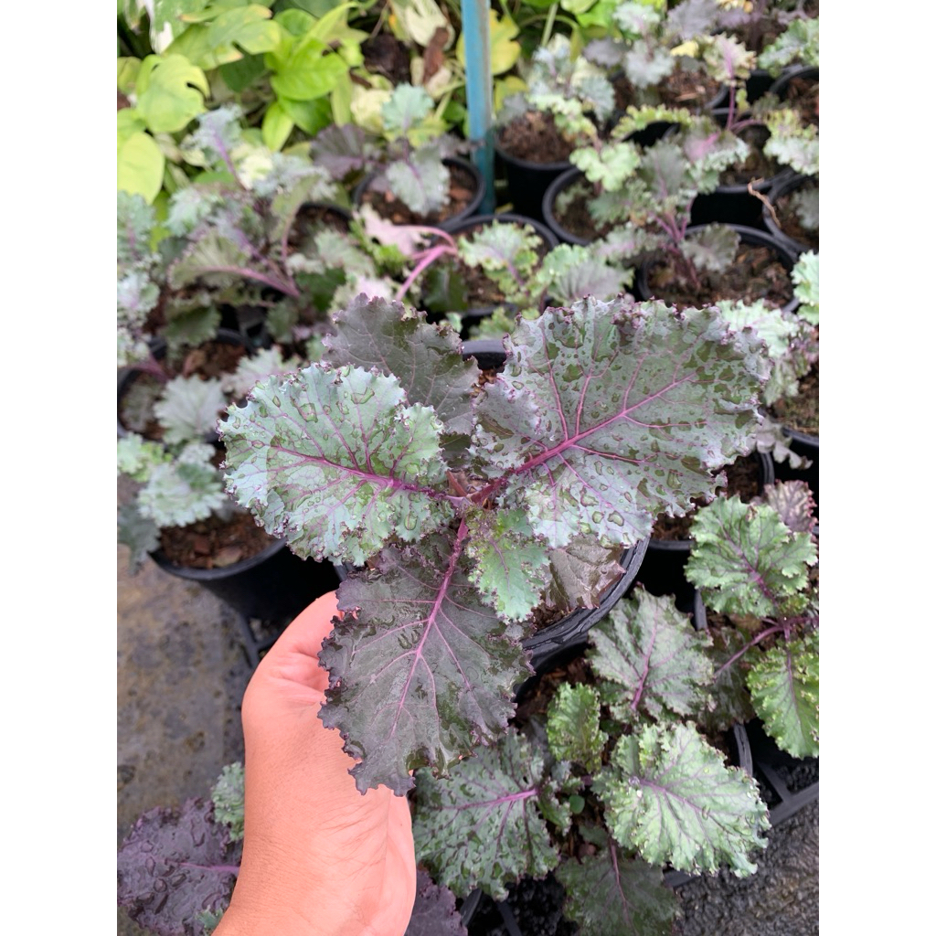 ต้นเคลใบหยิกเขียว /ไดโนเคล /เคลม่วงกระถาง 5 นิ้ว - รูปที่ 3