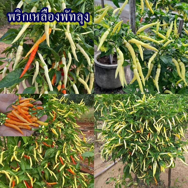 100+ เมล็ด เมล็ดพริกเหลืองพัทลุง (ปลูกง่าย เป็นพริกพื้นเมืองของจังหวัดพัทลุง ลักษณะเด่นคือสีเหลืองสด รสชาติเผ็ดร้อน)
