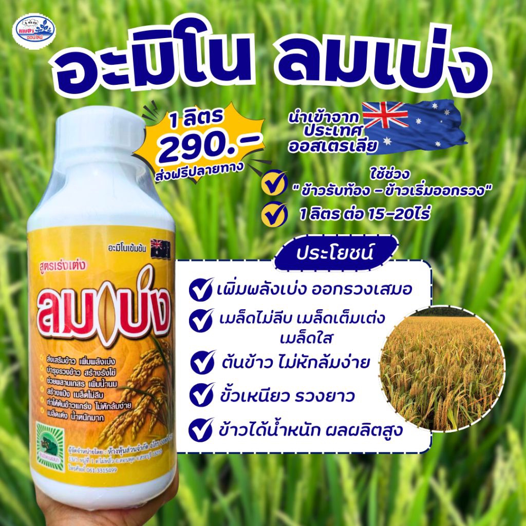 ฮอร์โมนอะมิโนลมเบ่ง  พ่นข้าวระยะรับท้อง-กลัดหางปลาทู บรรจุ1 ลิตร 1ขวด 15-20ไร่
