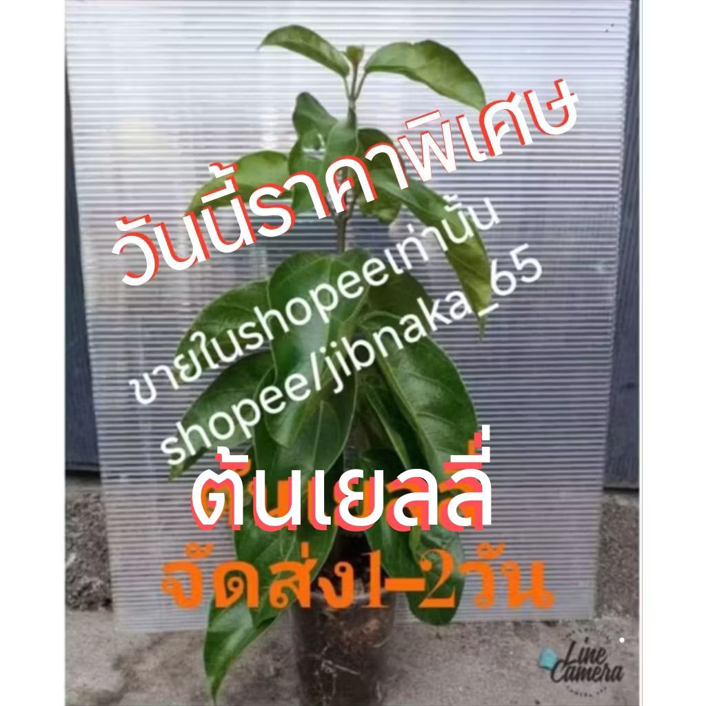 ต้นเยลลี่ (ต้นสูงราคาเดียว) ต้นทรงพุ่ม ใบใหญ่ๆ เลือกต้นได้เลยครับ (22พ.ย.2568) พร้อมสั่ง