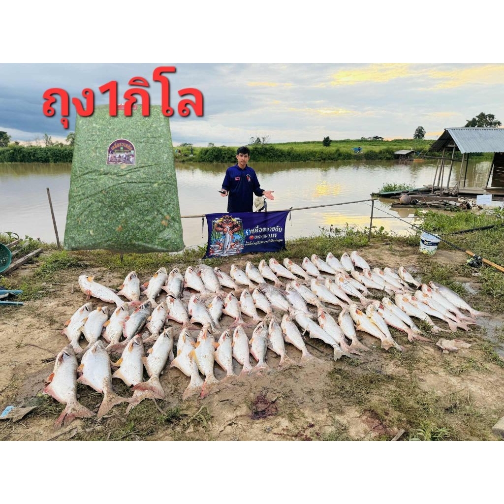 เหยื่อสวายดับพร้อมตก1ถุง