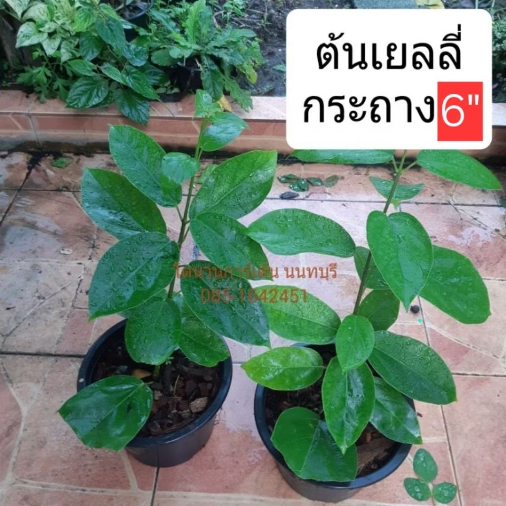 ต้นเยลลี่ ลงกระถาง6นิ้ว แข็งแรง