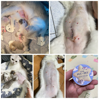 ครีมเชื้อราหมาแมว Starpetpet เชื้อราแมว เลียได้