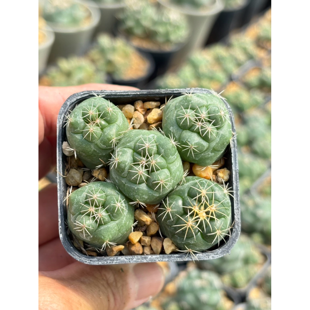ช้างชำหน่อ (coryphantha elephantidens)ขนาดกระถาง 2 นิ้ว ดอกสีชมพู ภาพสุดท้ายเป็นตัวอย่างดอก🌸🌸
