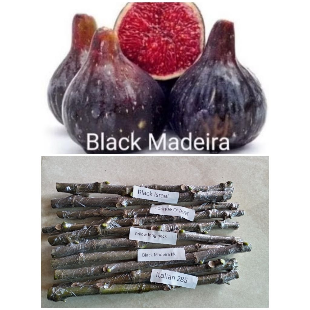 กิ่งสดสำหรับ​ชำ​สายพันธุ์​ White​ Madeira#1​จำนวน4กิ่ง