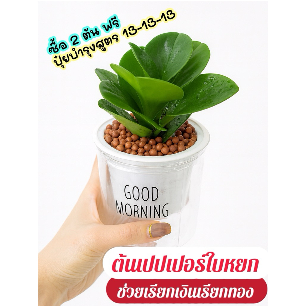 ต้นเปปเปอร์ใบหยก+ กระถางรดน้ำอัตโนมัติ+หินมวลเบาpopper+ฟรีปุ๋ยบำรุงต้น