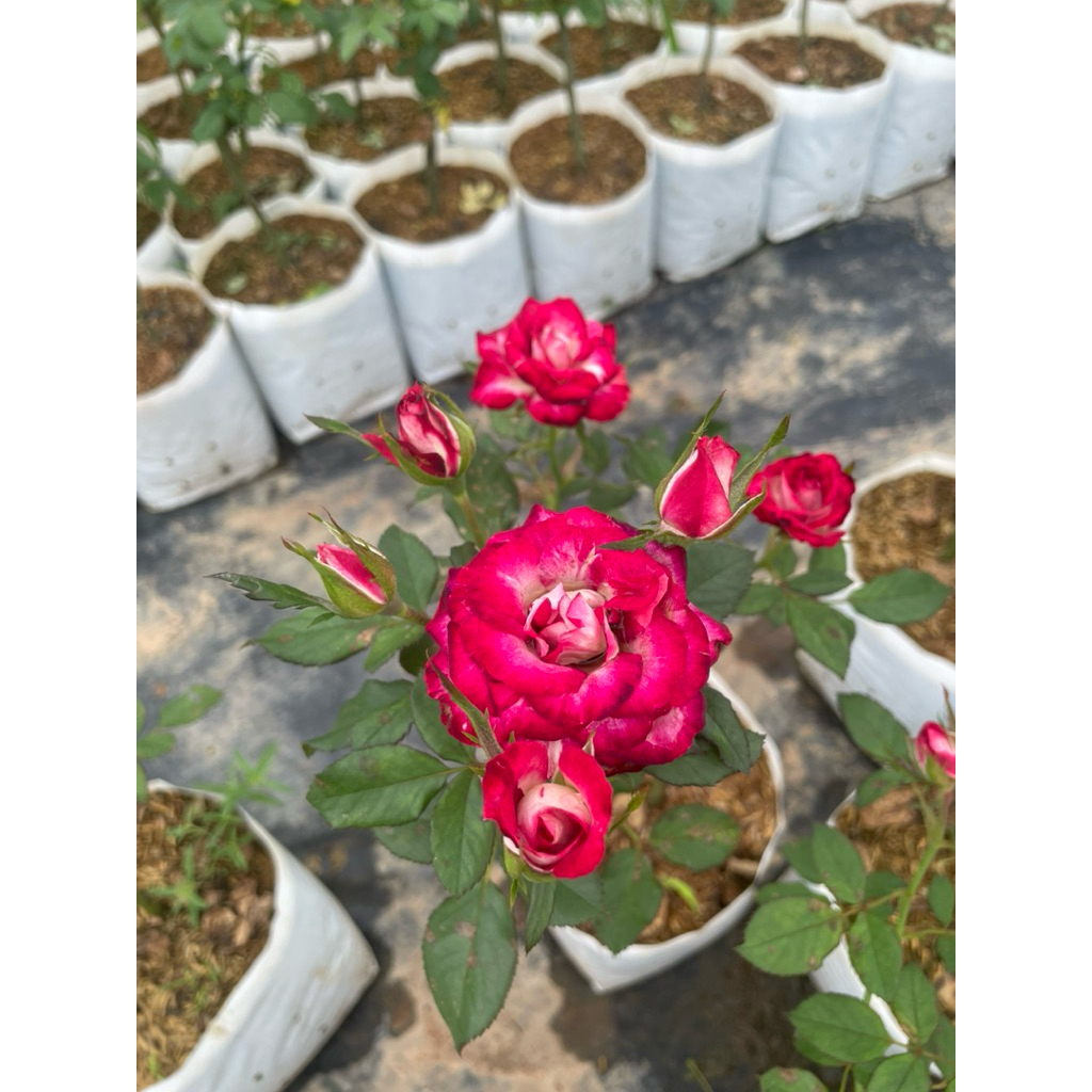 กุหลาบลีโอ ( Leo rose )กุหลาบพุ่มตัดดอก สีสวย ดอกดก
