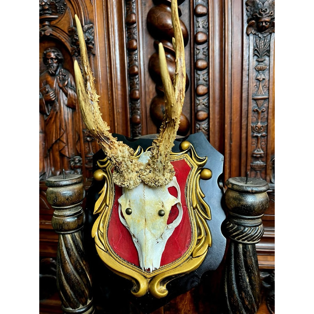 นำเข้า #roedeer #skull 🦌  กะโหลกกวางยุโรป โรเดียร์ (Roe Deer Skull)  ✨ ฟอร์มสวย เขายาวใหญ่ มะระหนามเ