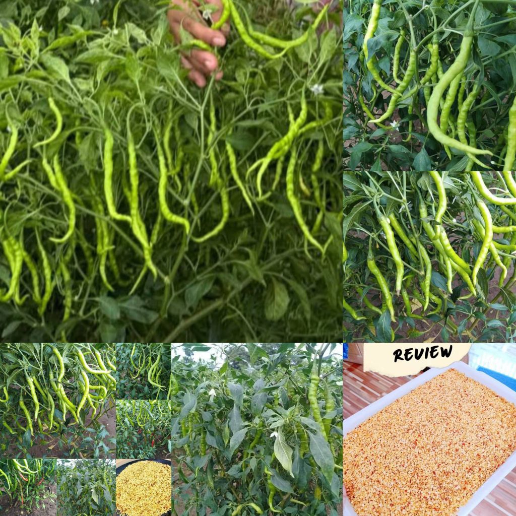 เมล็ดพันธุ์พริกเครือไส้ปลาไหล 100 กรัม 399 บาท