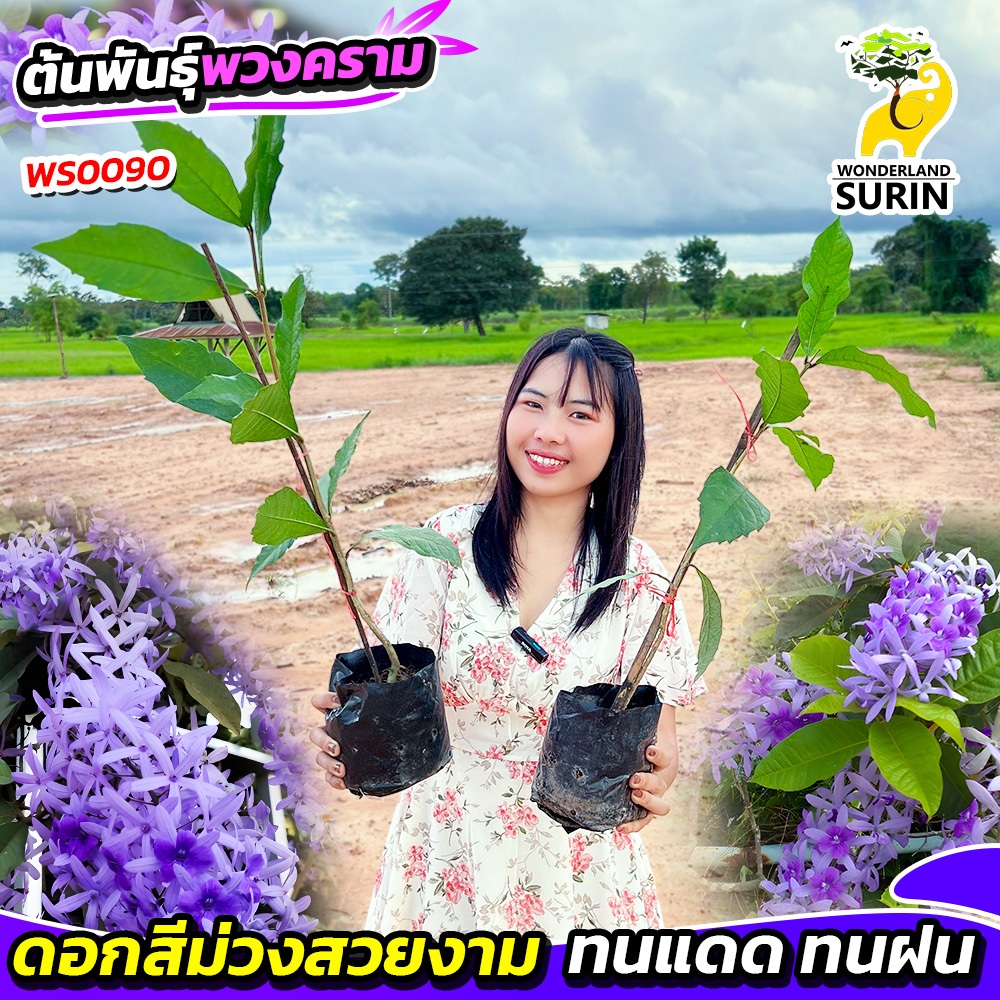 🌸🪴ต้นพันธุ์พวงคราม 2 ต้น ไม้เลื้อยดอกม่วงสวยงาม ปลูกง่าย ออกดอกตลอดปี ตกแต่งบ้านได้สวยหรู มีสไตล์ (WS0090) ✨