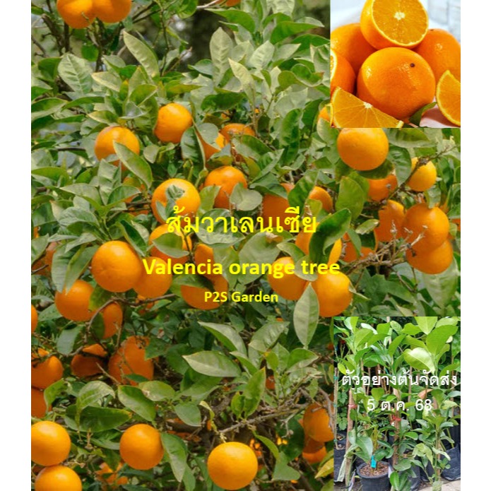 ต้นส้ม ส้มวาเลนเซีย Valencia orange สูง 40-60 ซ.ม. เปลือกบาง สีส้ม รสชาติหวาน