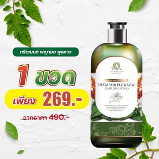 แท้‼️ แชมพูพญายอพลูคาว กำจัดรังแค เเก้หนังหัวแห้ง ลอก เชื้อร…