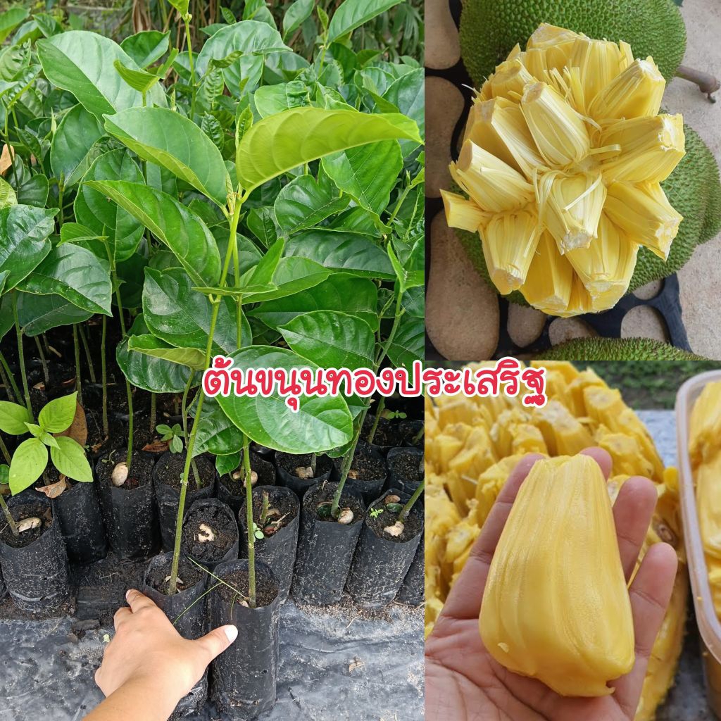 (ชุด 4 ต้น 99.-)ต้นขนุนทองประเสริฐ แบบเพาะเมล็ด สายพันธุ์ยอดนิยม ตลาดต้องการสูง