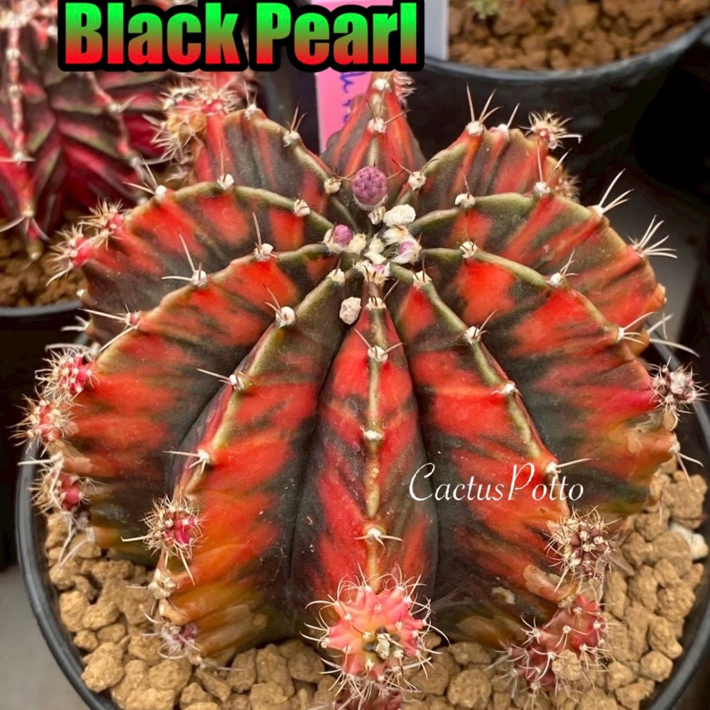 ❤️❤️มีส่งด่วน❤️❤️ยิมโน โคลน Black Pearl ของเพชรแต้มสี (PTS)🌵/Cactus /Gymno/Gymnocalycium/แคคตัส/ยิมโนด่าง/ไม้ชำหน่อ​