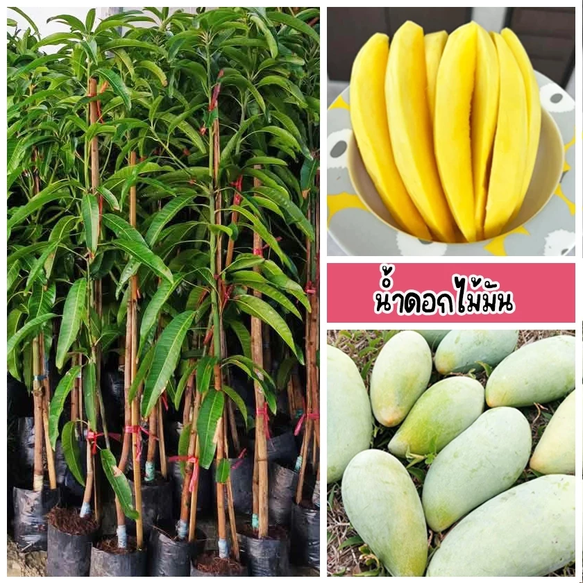 ต้นมะม่วงน้ำดอกไม้มัน กินได้ทั้ง ดิบและสุก (ดิบจะกรอบมัน สุกจะหวานหอม) ขนาด 60-80 ซม.