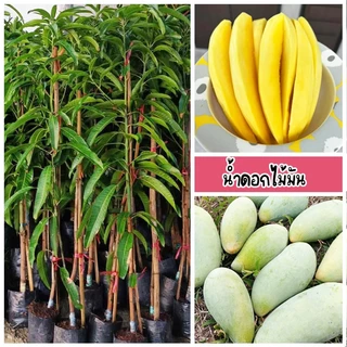 ต้นมะม่วงน้ำดอกไม้มัน กินได้ทั้ง ดิบและสุก (ดิบจะกรอบมัน สุกจะหวานหอม) ขนาด 60-80 ซม.