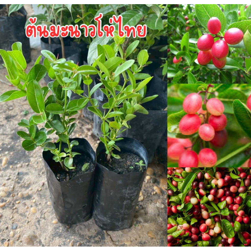 ต้นมะม่วงหาวมะนาวโห่ พร้อมส่ง พร้อมปลูก