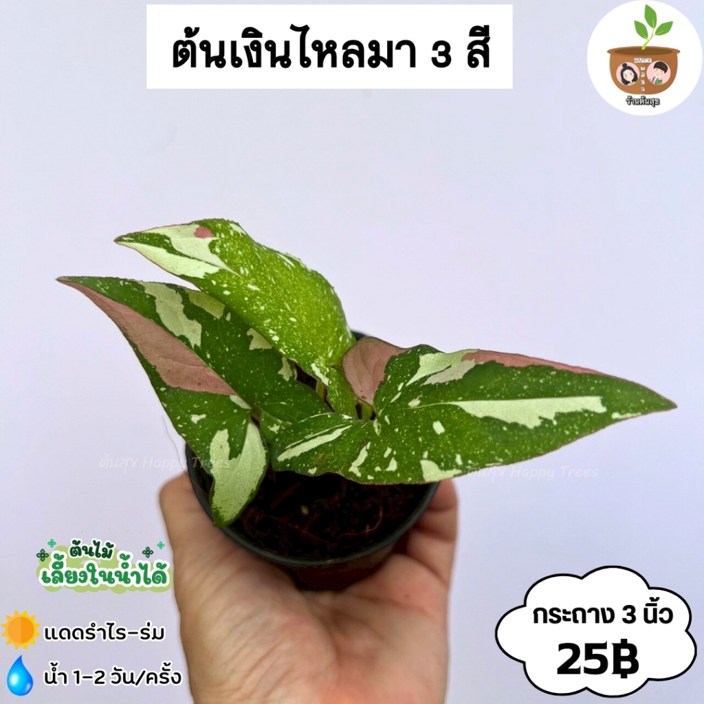 ต้นเงินไหลมา 3 สี (25 บาท) จัดส่งที่ 2 ต้นขึ้นไปคละแบบได้
